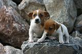 JACK RUSSEL 420